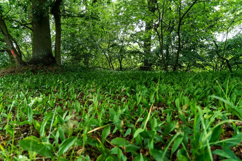 Alfredo - Wald