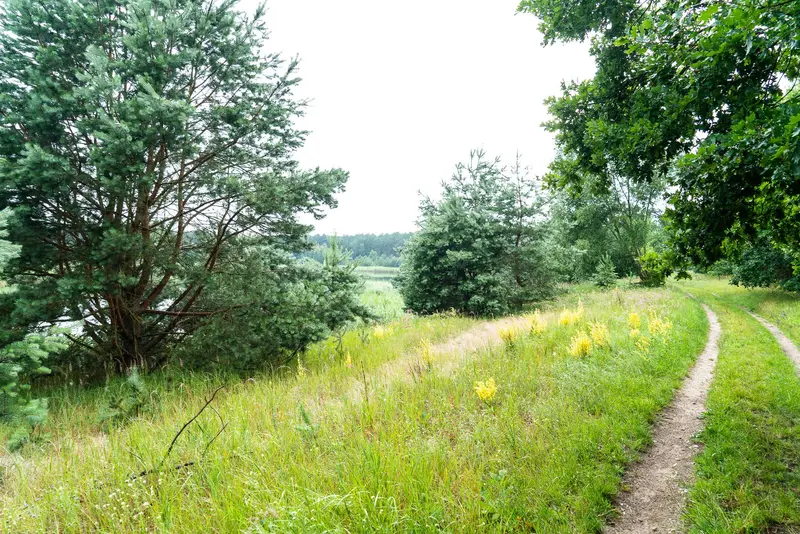 Alfredo - Weg