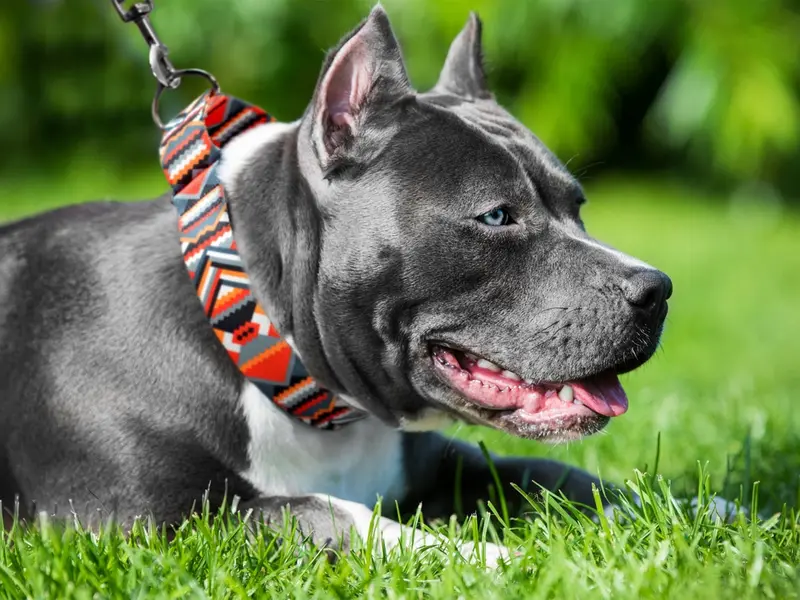 Boho Martingale Collar for Dogs