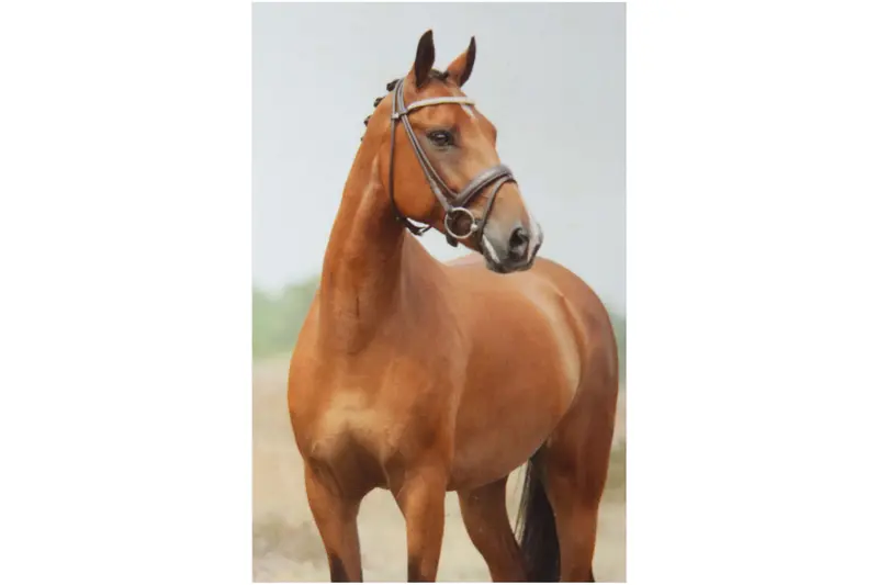 Braunes Pferd Diamond Painting 12 Farben 30 x 40 cm CR2013-21GE