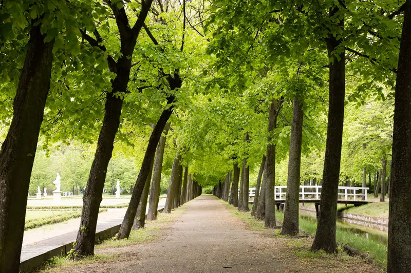Cacilda - Allee
