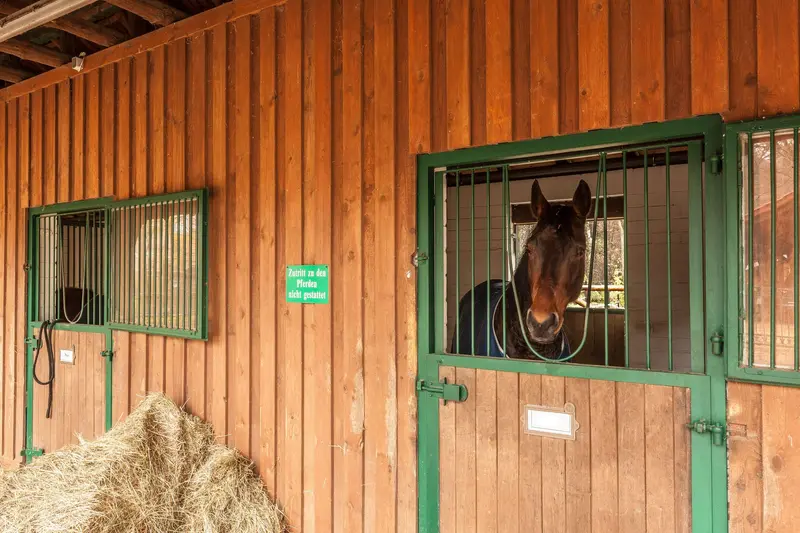 Elly - Stall 2