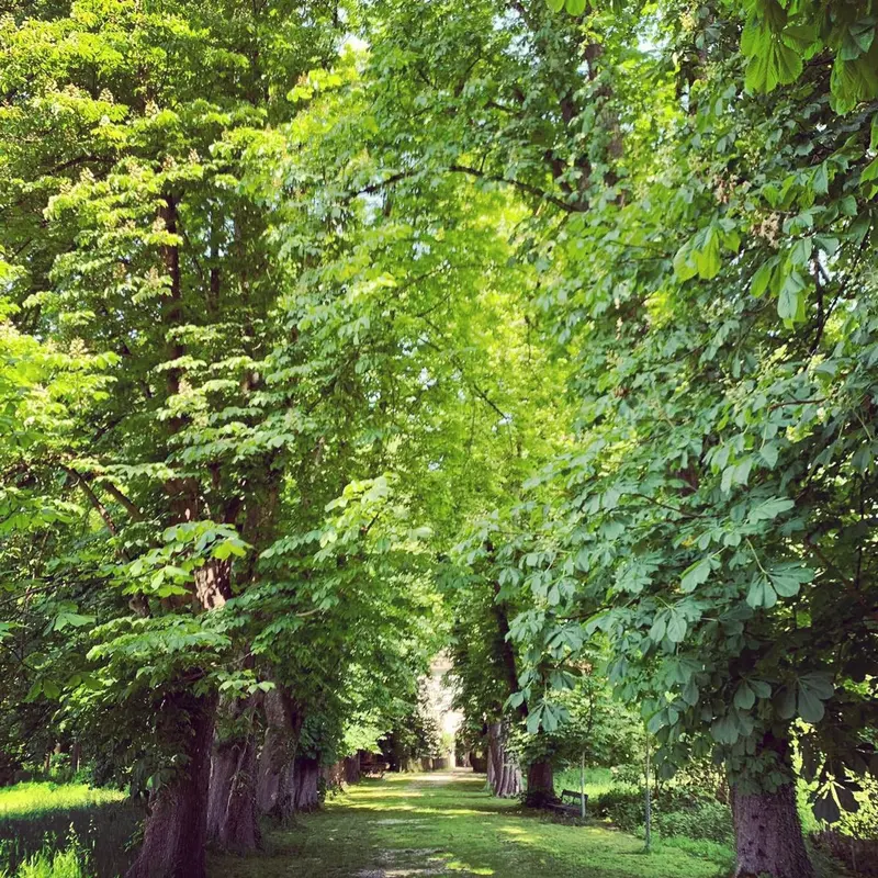 General - Allee
