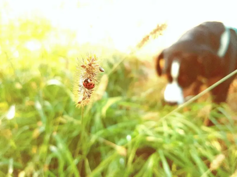 'Little friend'