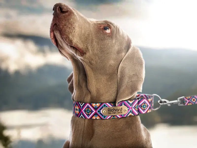 Martingale Dog Collar Personalized
