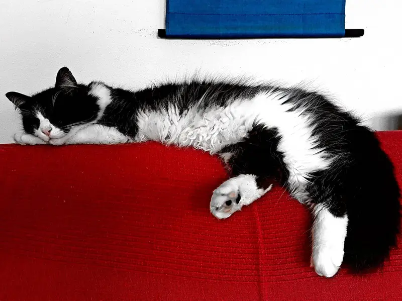 'Mondrian's Cat' Fine Art Print