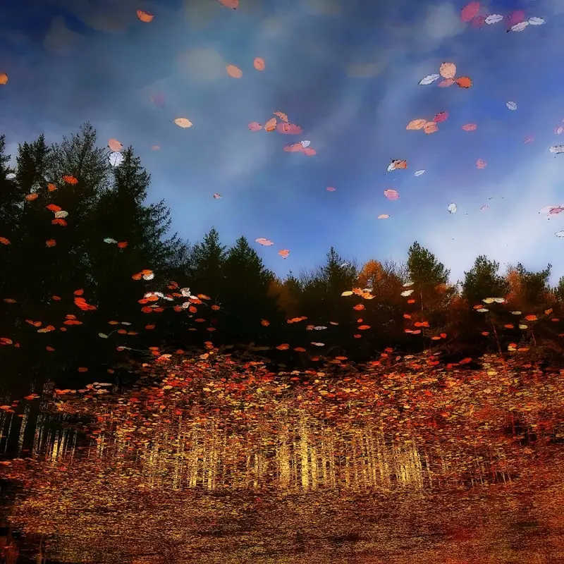'My lovely November II'