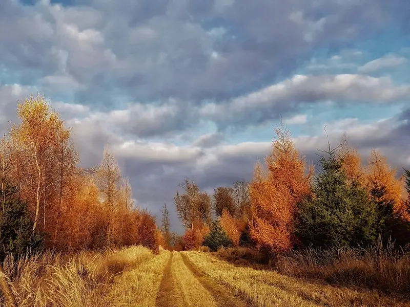 'November Light'