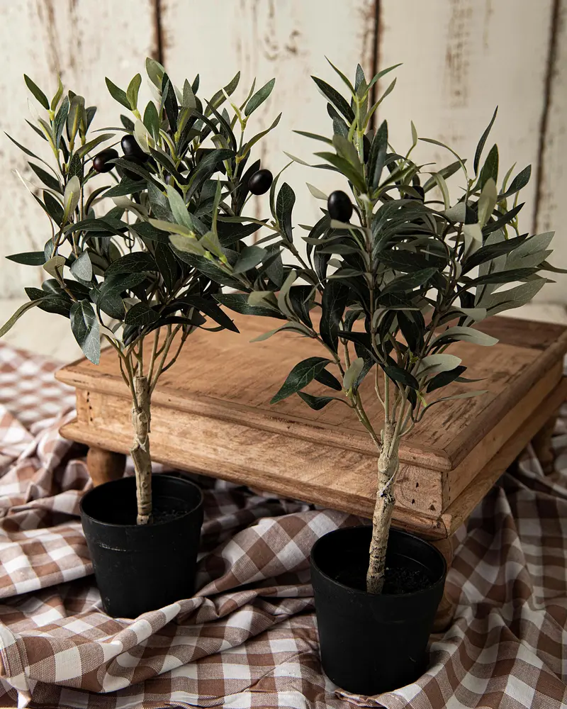 olive tree 65 cm