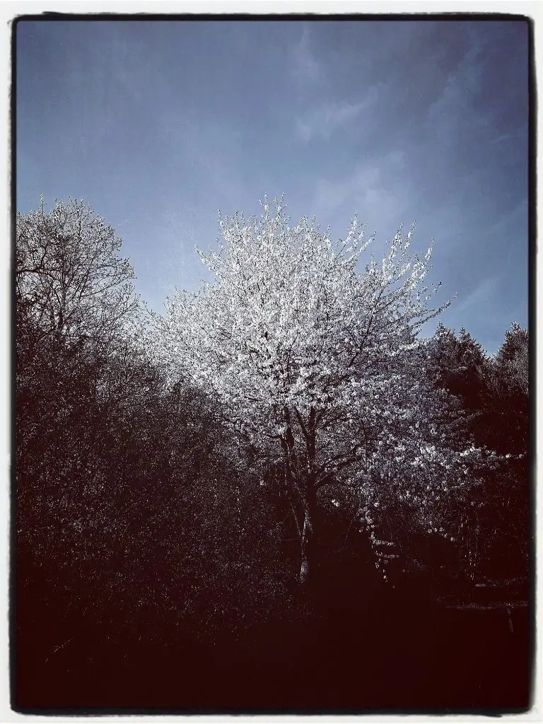 'Postcards X - April white III' PK