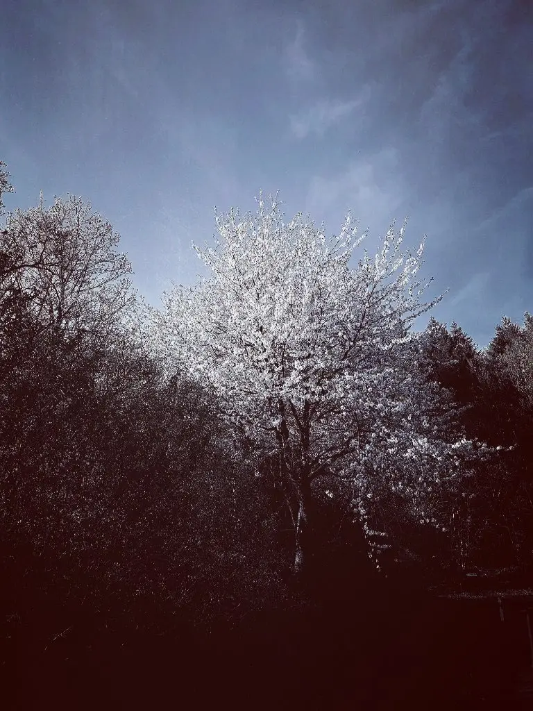 'Postcards X - April white III'