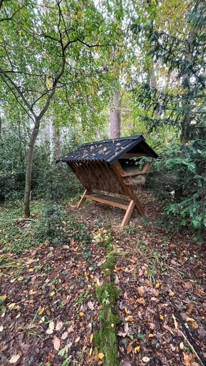 Roda - Wald