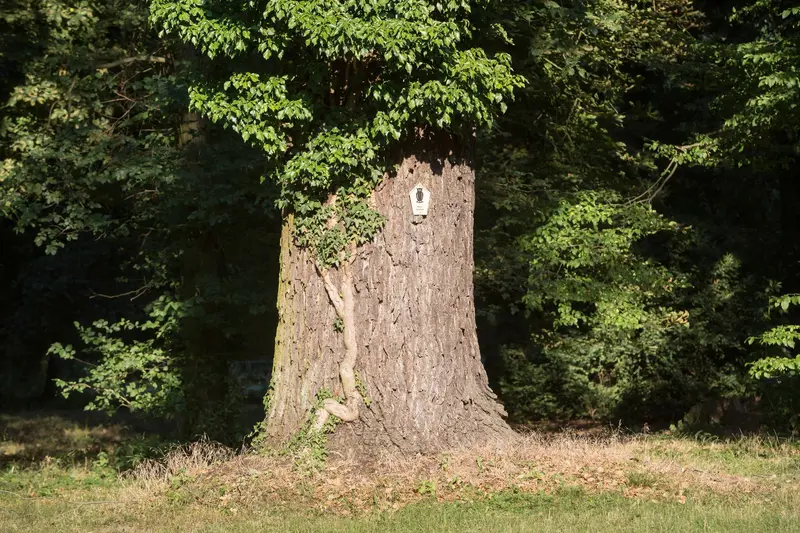 Sele - Bäume