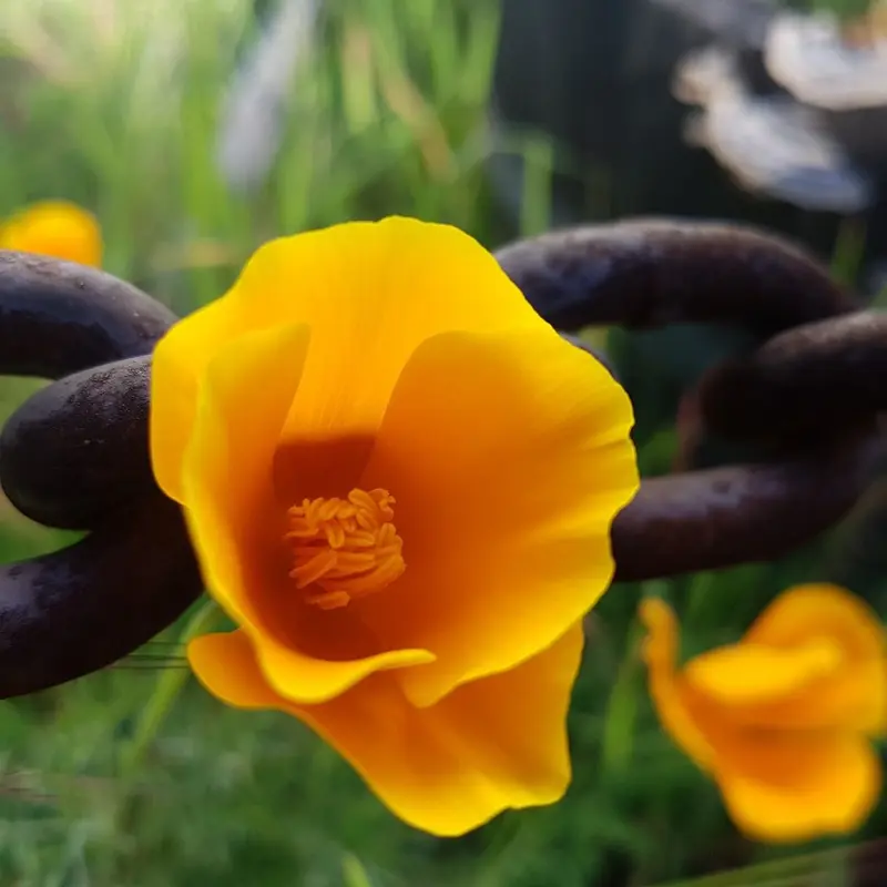 'Try a little tenderness II - sunday's delight CXVII' Fine Art Print