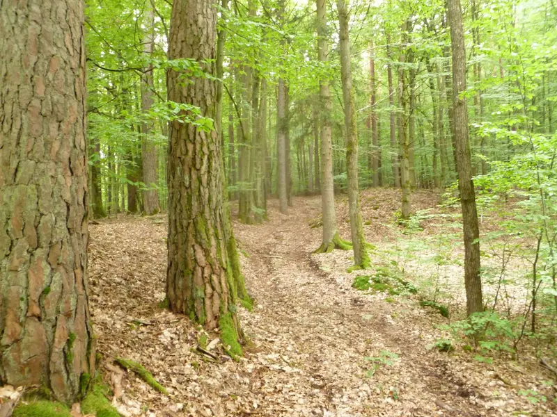 Vassil - Wald