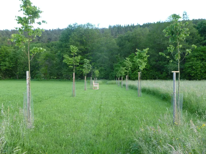 Wallis - Allee