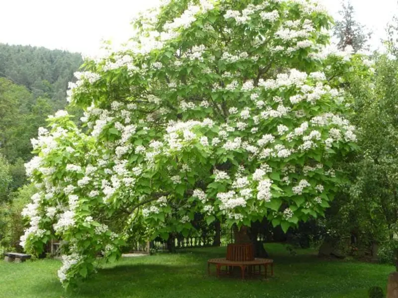 Wallis - Baum