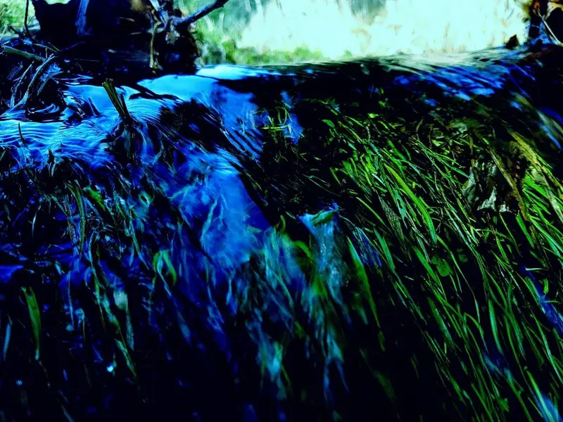 'water life III' Fine Art Print
