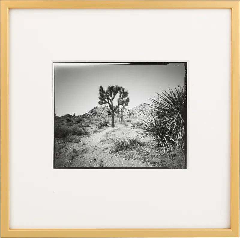 Westcoast Pinholes - Yoshua Tree