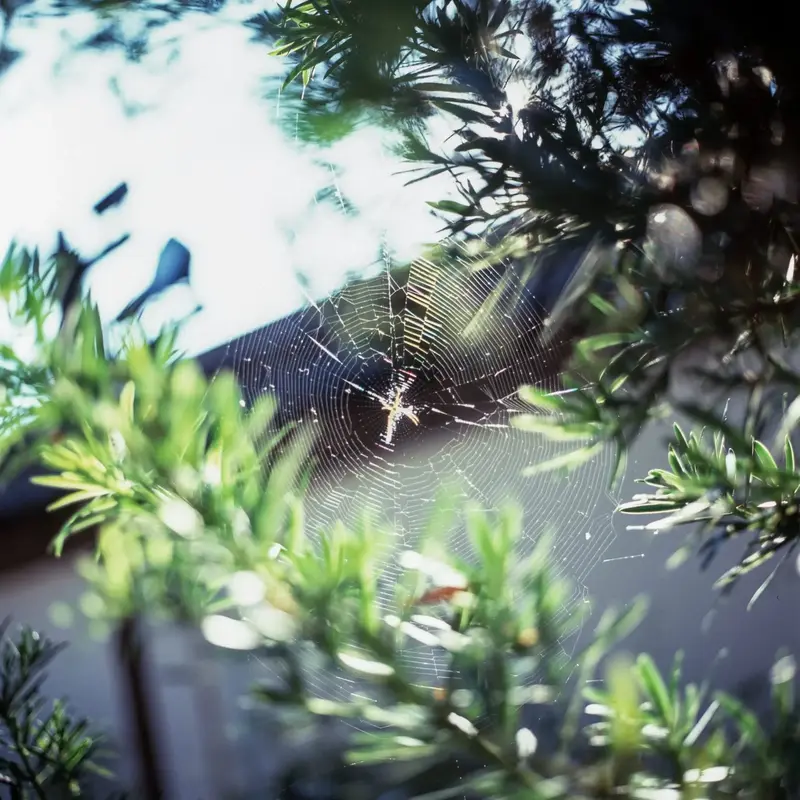 晨露之网 - Web in the Morning Light by Mengfan Yang
